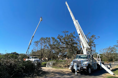 Tree Removal in Pensacola