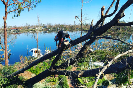 Tree Services in Pensacola