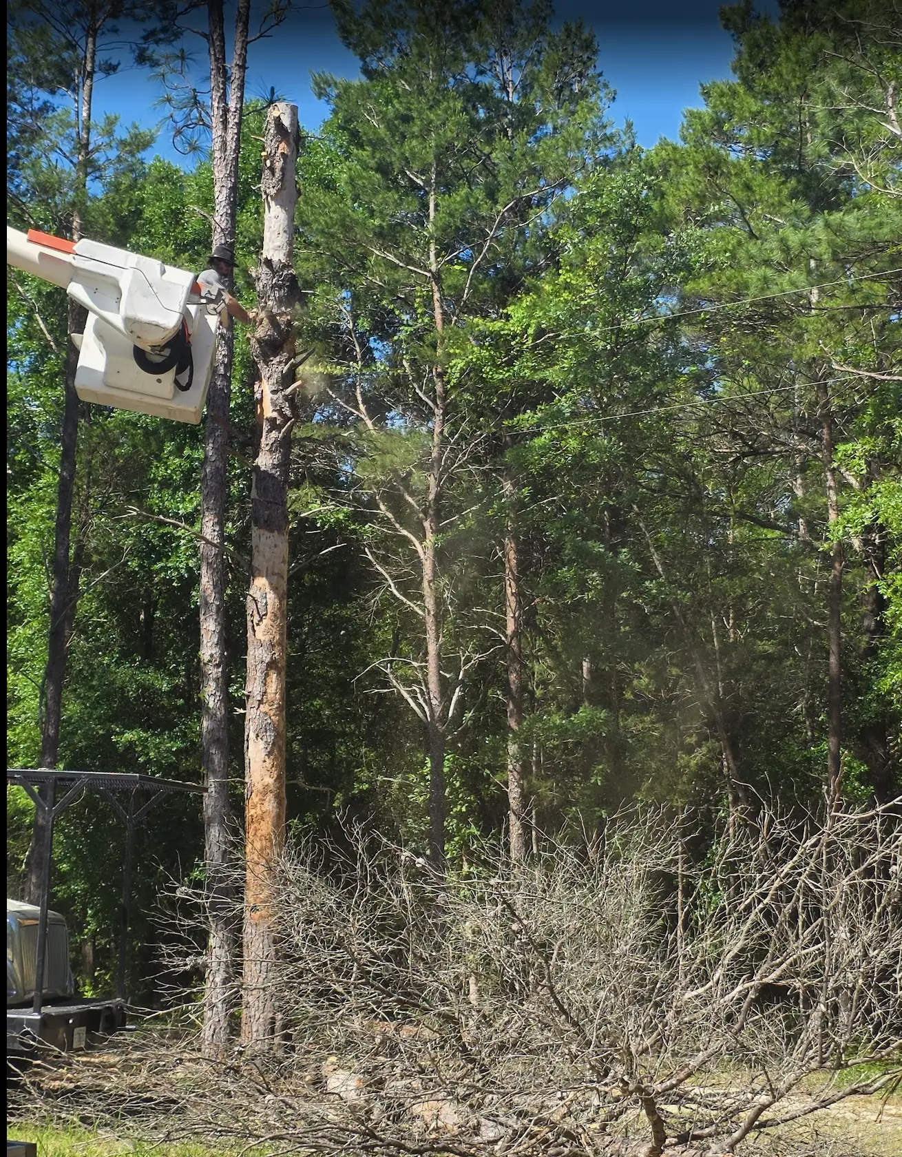 Professional tree removal service in Pensacola, FL using a bucket truck to safely remove a hazardous pine tree and protect surrounding property.
