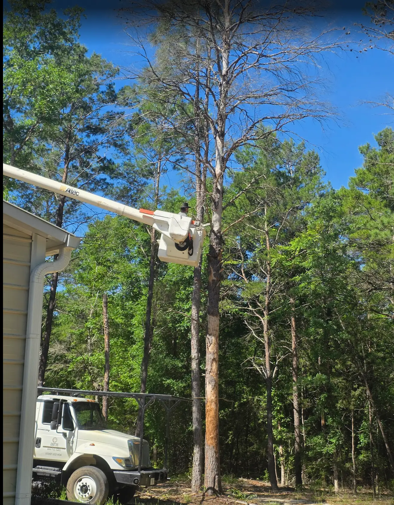 Dead tree removal service in Pensacola, FL using a bucket truck to safely dismantle a hazardous pine tree.