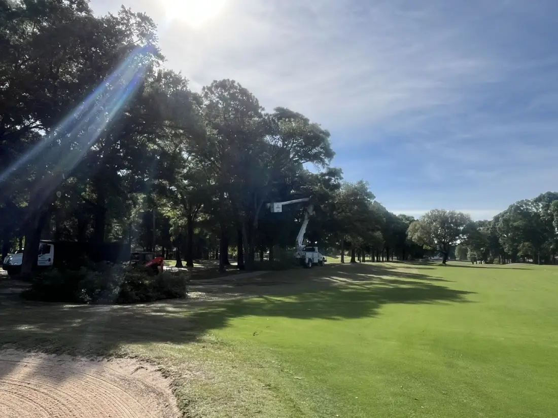 Tree Trimming using bucket