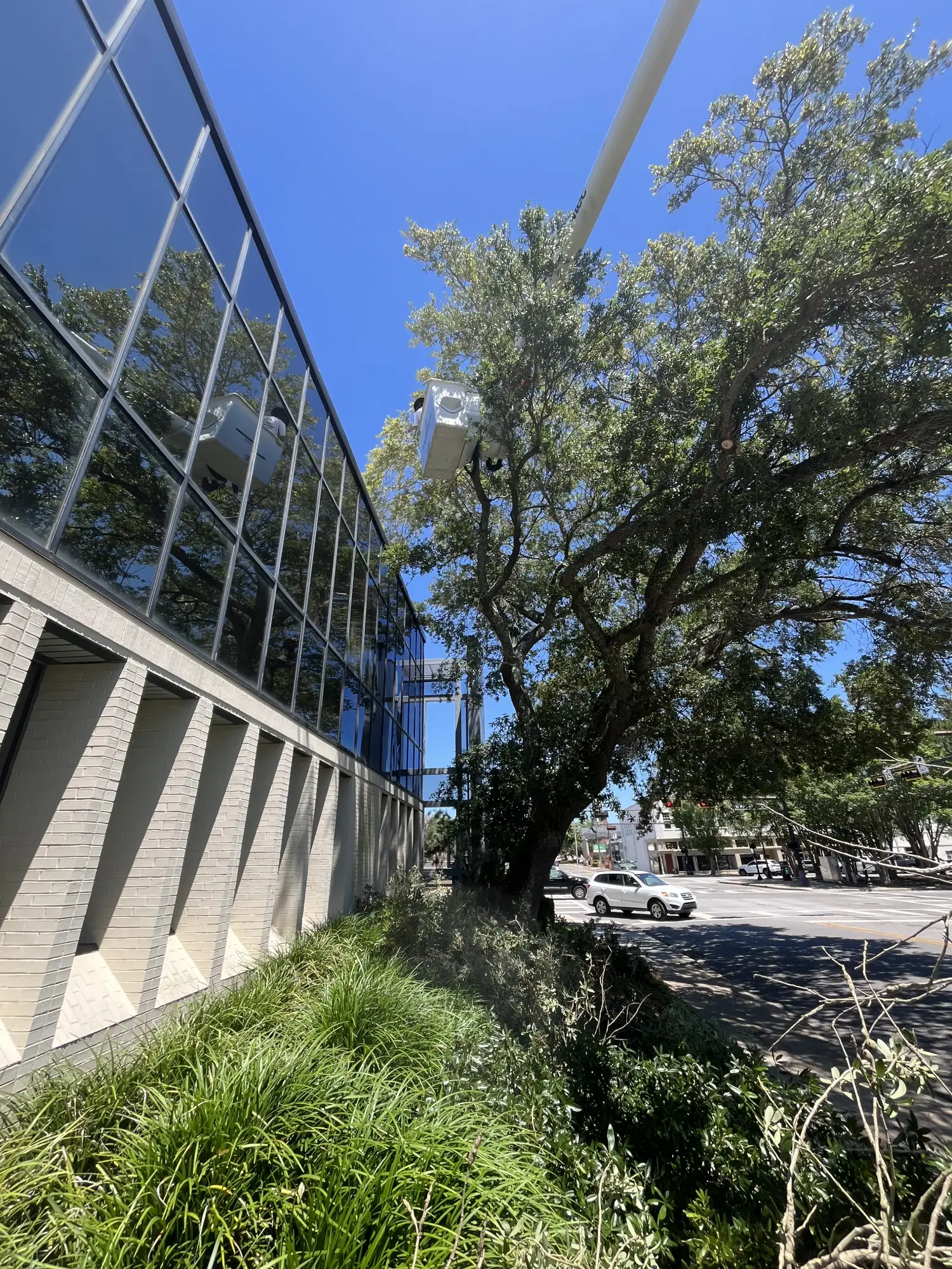 Tree Trimming - Glass-fronted office building beside a large tree