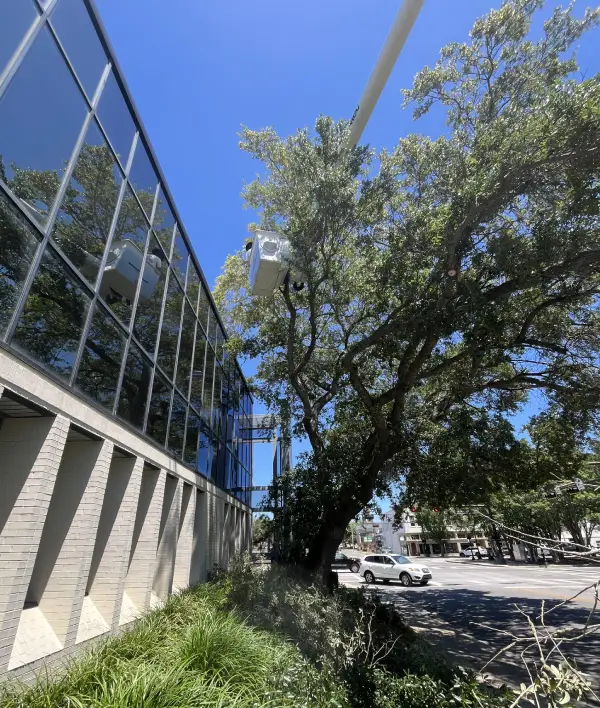 Tree Trimming - Glass-fronted office building beside a large tree, with a white elevated bucket lift reaching toward the branches on a sunny day.